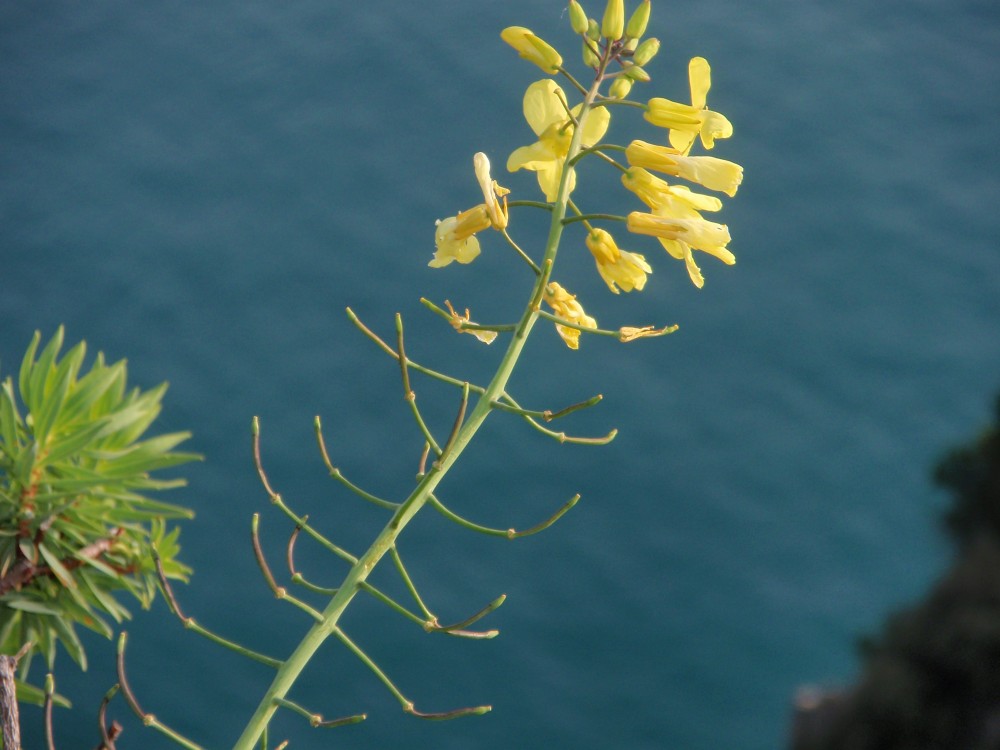 Brassica montana / Cavolo selvatico